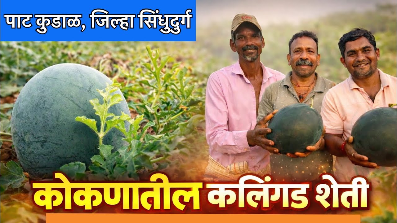 कोकणातील कलिंगड़ शेतीचा अफलातून प्रयोग | शेतकरी सहदेव प्रभू यांची प्रेरणादायी कथा✨✨