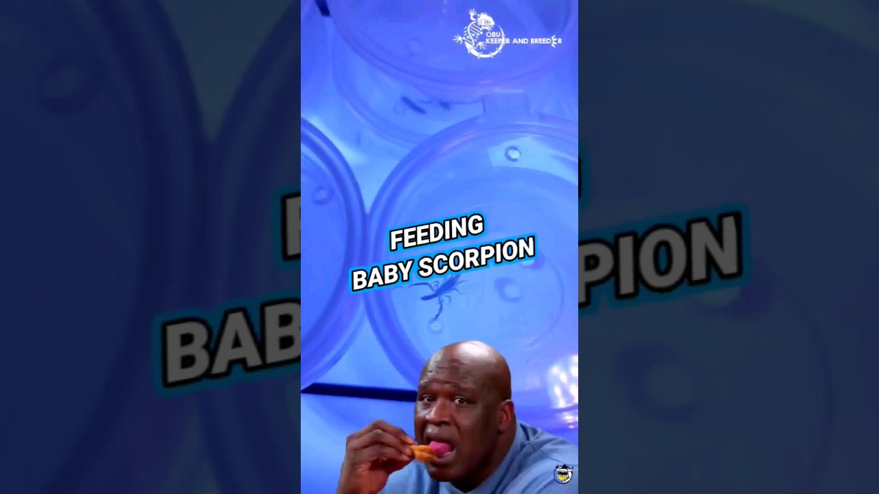 Feeding baby scorpion