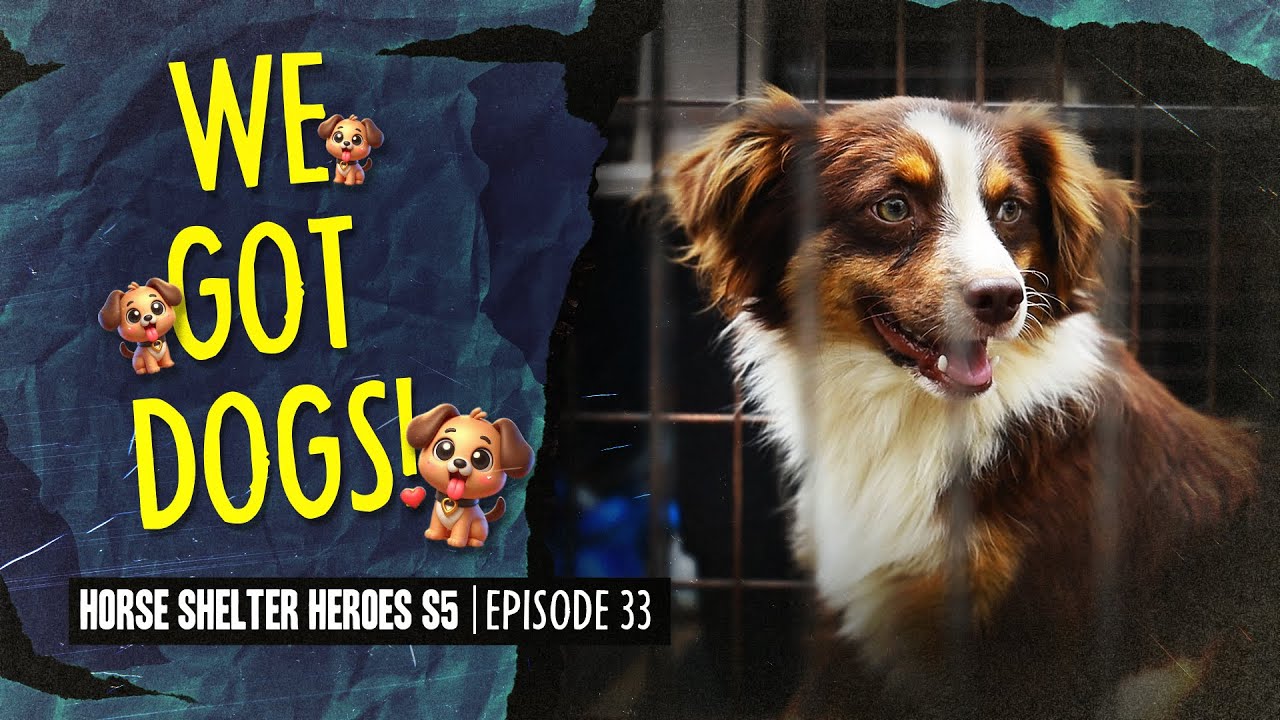 Horse Shelter Heroes S5E33 - We Got Dogs!