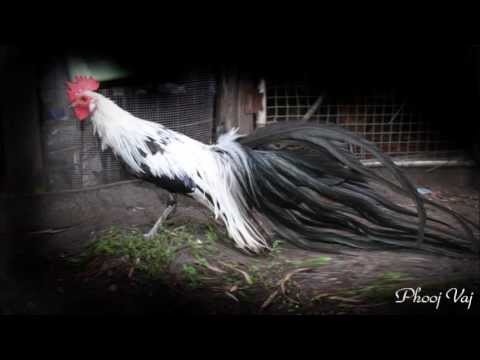 Bbred, Golden, and Silver Phoenix Rooster - Photo - YouTube.