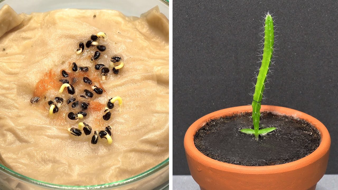 Growing Dragon Fruit Cactus with Paper Towel Method - 110 Days Time Lapse