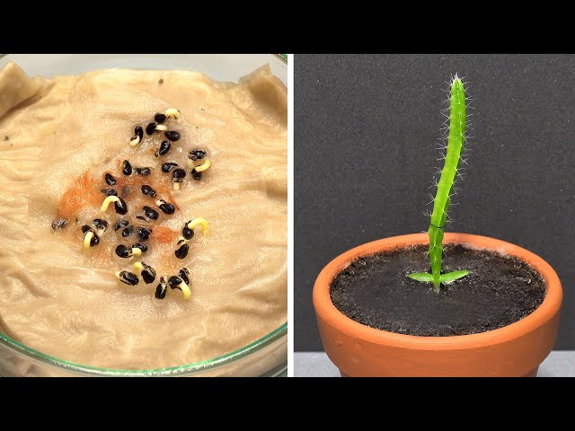 Growing Dragon Fruit Cactus with Paper Towel Method - 110 Days Time Lapse class=