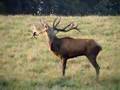 Red Dear Stag Bellowing in Denmark