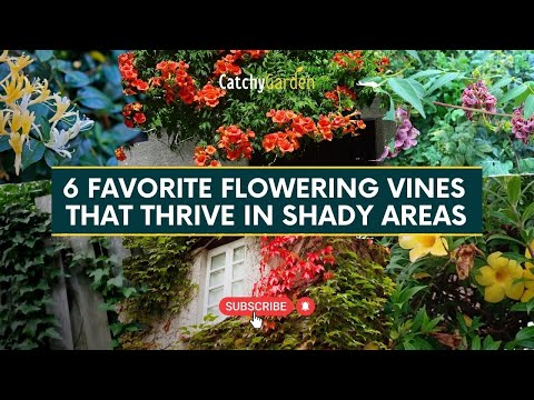 6 Favorite Flowering