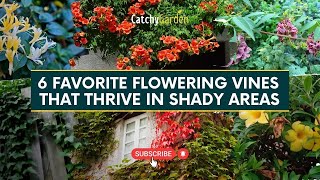 6 Favorite Flowering Vines That Thrive In Shady Spots  // Gardening Ideas