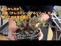 調子の悪い冬型塊根植物（チレコドン・ペアルソニー）をチェック