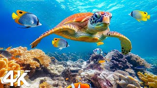 Ocean 4K  Sea Animals for Relaxation, Beautiful Coral Reef Fish in Aquarium  4K Video Ultra HD