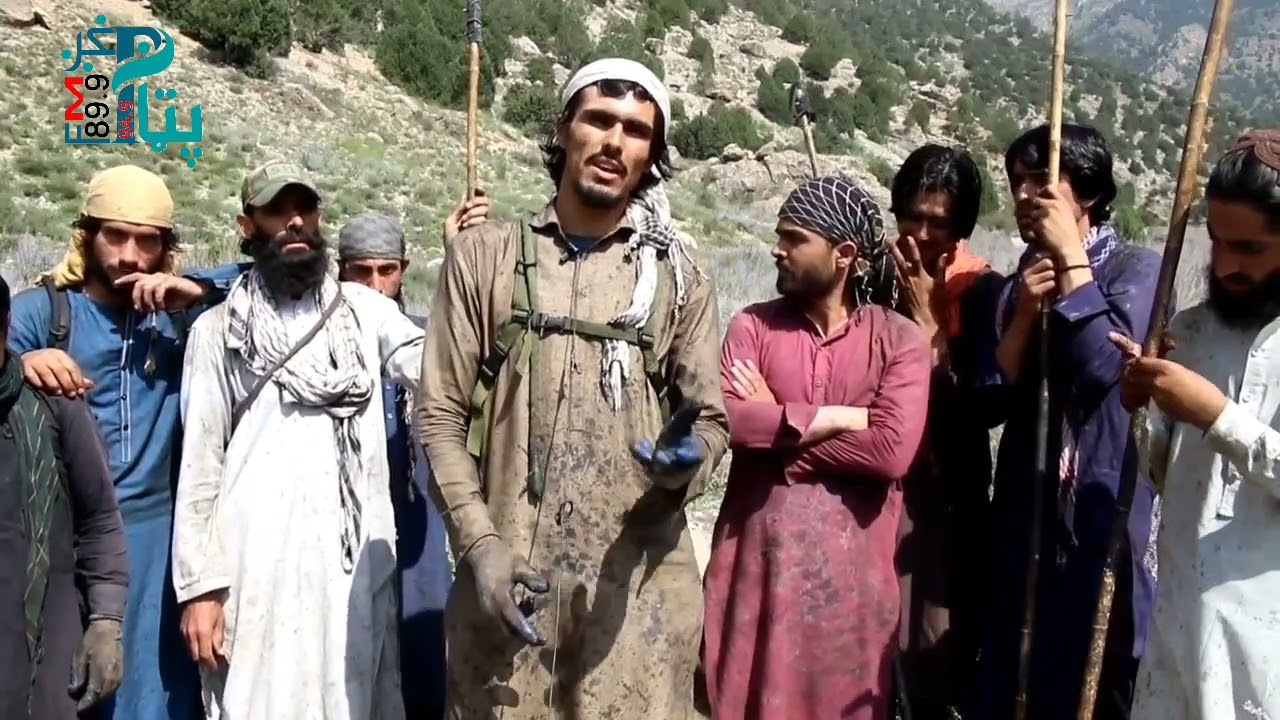 پکتیا کې د جلغوزیو حاصلات