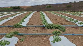 Mk News Mostrando Plantio Dd Melão Zona Rural Cruzeta Rn.