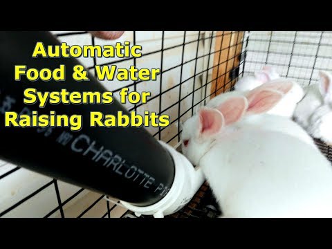 Video: How To Feed Decorative Rabbits