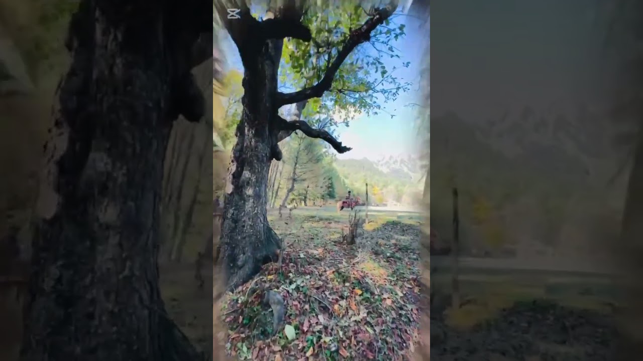 “Short Recap | Weekend Trip to Sharan Forest (Kaghan Valley)”