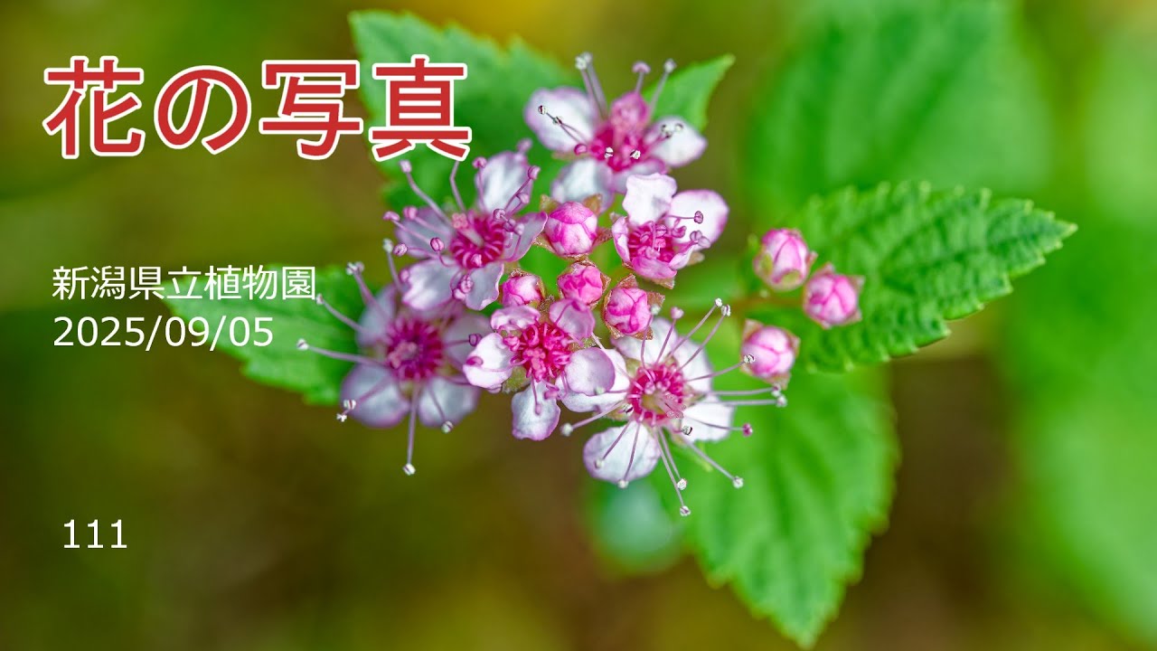 111新潟県立植物園20250905