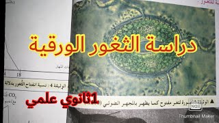 دراسة الثغور الورقية / السنة الأولى ثانوي علمي