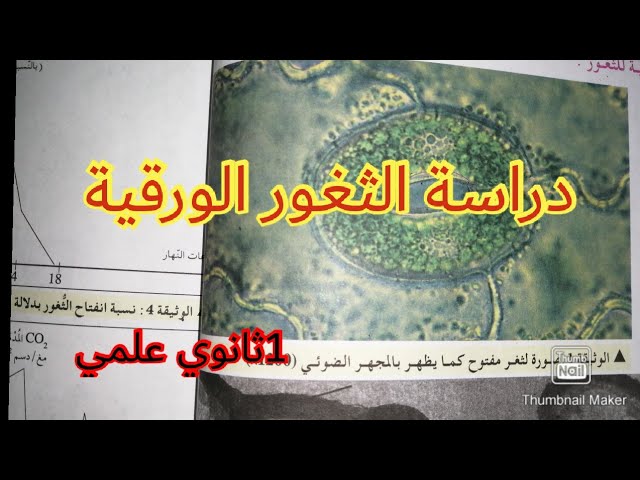 دراسة الثغور الورقية / السنة الأولى ثانوي علمي