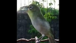 MASTERAN PLECI MONTY dan Pancingan pleci Monty nembak isian paling dicari juri