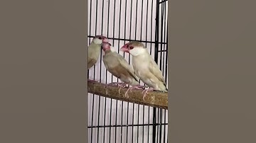 The white chik red eye JAVA finch