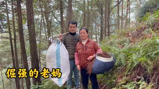 前几天连着下雨，山路又湿又滑，天气刚放晴，倔强的老妈又独自一个人上山捡松毛了，我们都很担心…以前也叮嘱妈妈不要一个人上山，她就是不听，总是闲不住