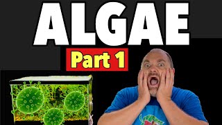ALGAE! :Masterclass for BEGINNERS for AQUARIUMS and PONDS- Part 1