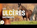 Les recommandations alimentaires pour rduire le risque dulcres gastriques pour votre cheval