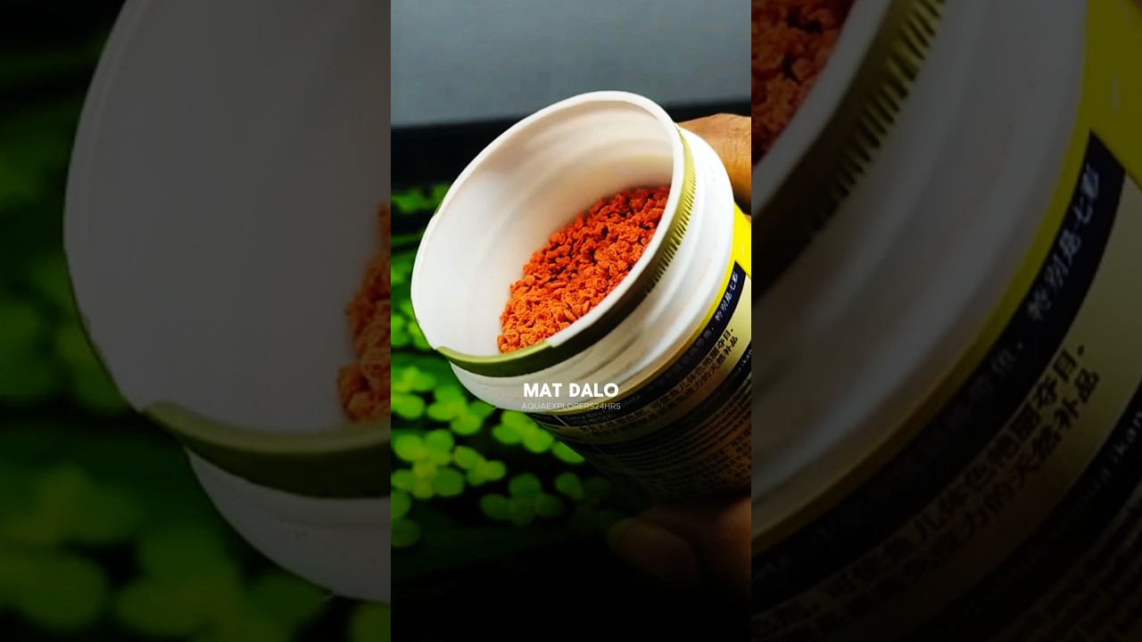 Must know these✅|| How to care🐟your planted aquarium || cloudy water❌||