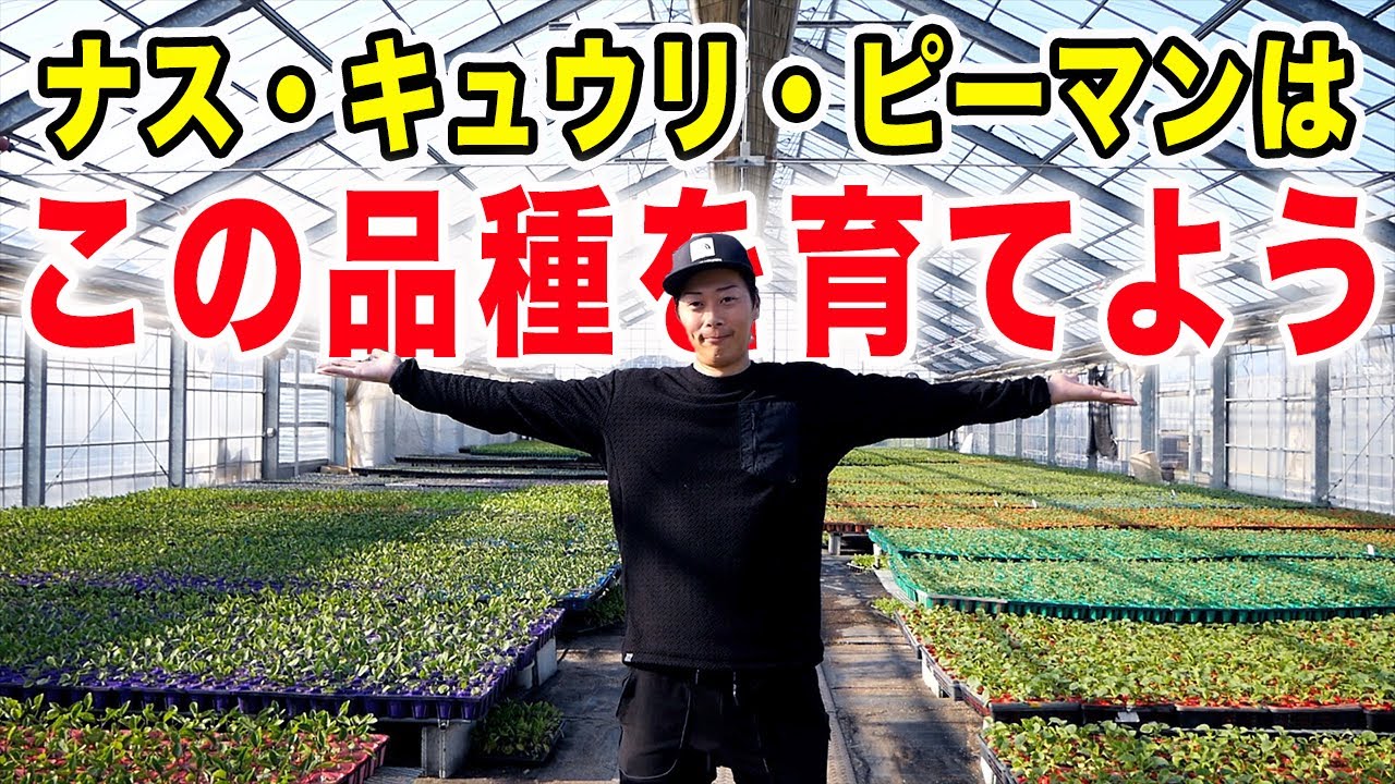 夏野菜おすすめ品種紹介します【ナス・キュウリ・ピーマン】後編