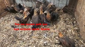 Mus pub qaib 030 nqa me nyuam qaib qus mus tso pem teb