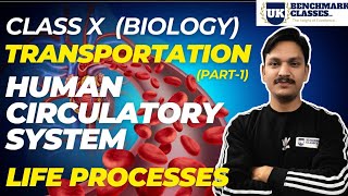 Transportation in humans (Human circulatory system) | Class 10 | Biology (Science)