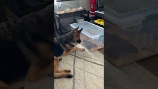 Download Lagu Seiko and the ASFs MP3