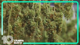 Amendment 3, Florida’s recreational marijuana measure, projected to fail