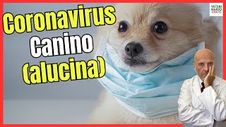 🚨 CORONAVIRUS CANINO 🚨 CAUSAS, SINTOMAS, TRATAMIENTO Y PREVENCIÓN by VETERINARIO GRATIS 5,300 views 13 days ago 5 minutes, 22 seconds