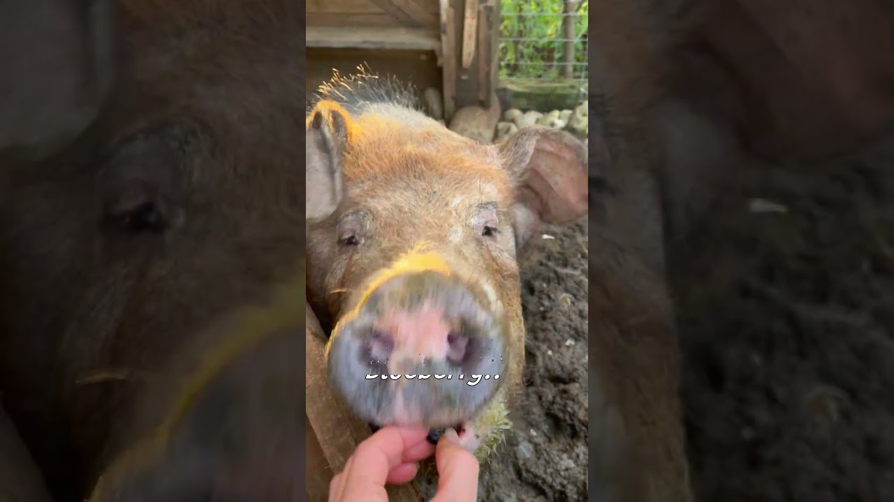You Won't Believe How Gently These Big Pigs Eat ✨🐷💖 | Blue Zone Backyard