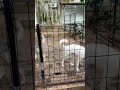 #wolf #wolfdog #shorts #fyp #serigala #srigala #anabul #anjing #mamalia #mamals #pets