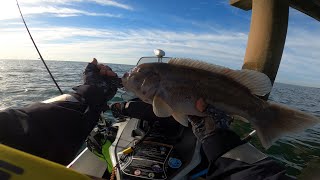 Tautog aka Blackfish NON-STOP ACTION!