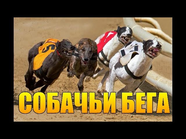 собачьи бега собачьи бега