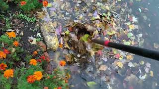 Unclogging storm drain. Beautiful fall colors down the drain!