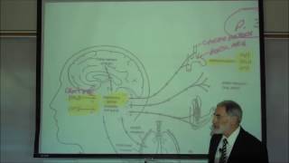 RESPIRATORY PHYSIOLOGY; REGULATION OF BREATHING by Professor Fink