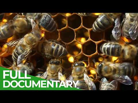 Wild Bees - Nature's little Helpers | Free Documentary Nature