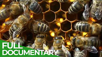 Wild Bees - Children of the Sun | Free Documentary Nature