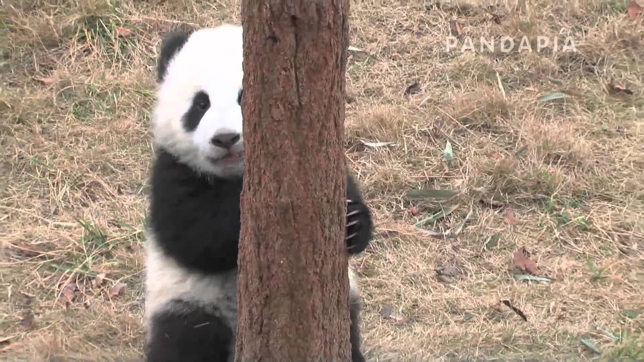 pandapia 20140106-夢夢-夢夢爬樹