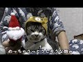 背中にサンタを乗せた猫がシュールすぎて可愛い♥リキちゃんコスプレ祭【リラックマ】☆スリーコインズ購入品☆ブラックフライデーのお買い物その①【リキちゃんねる 猫動画 】