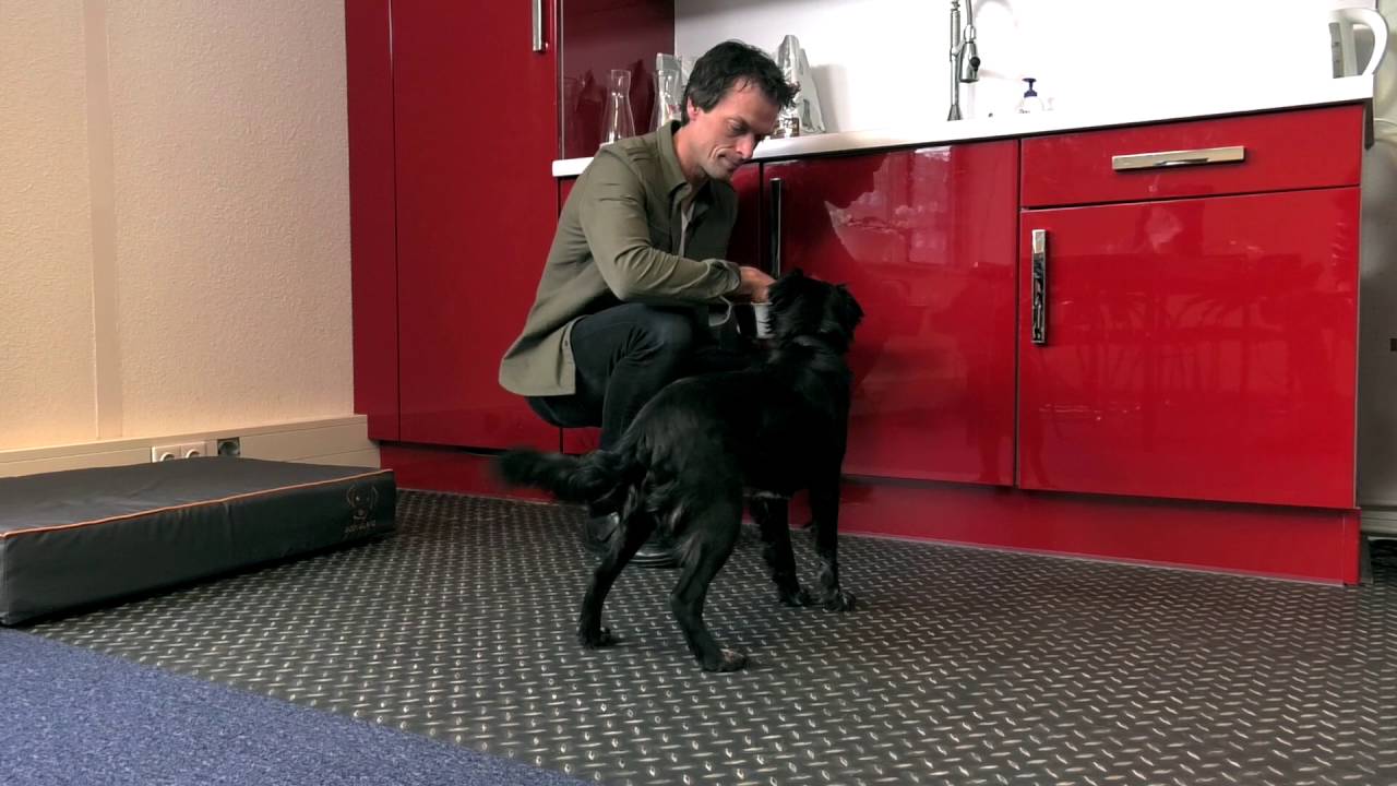 Baknijd, hoe leer je dit je hond af