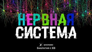 НЕРВНАЯ СИСТЕМА человека: всё для ЕГЭ 2024 по биологии