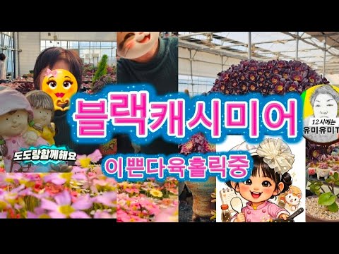 이쁜다육들보면서홀릭중입니다