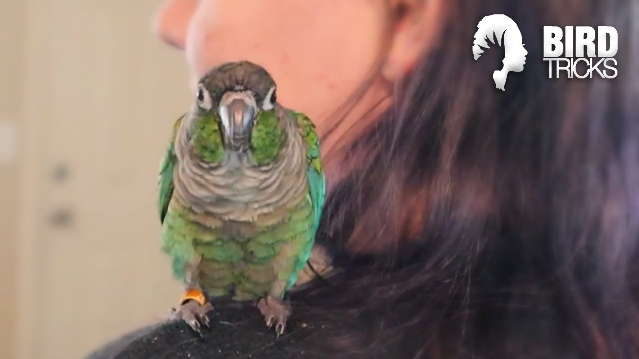 Green Cheek Conure Training Basics Cricket the Conure YouTube