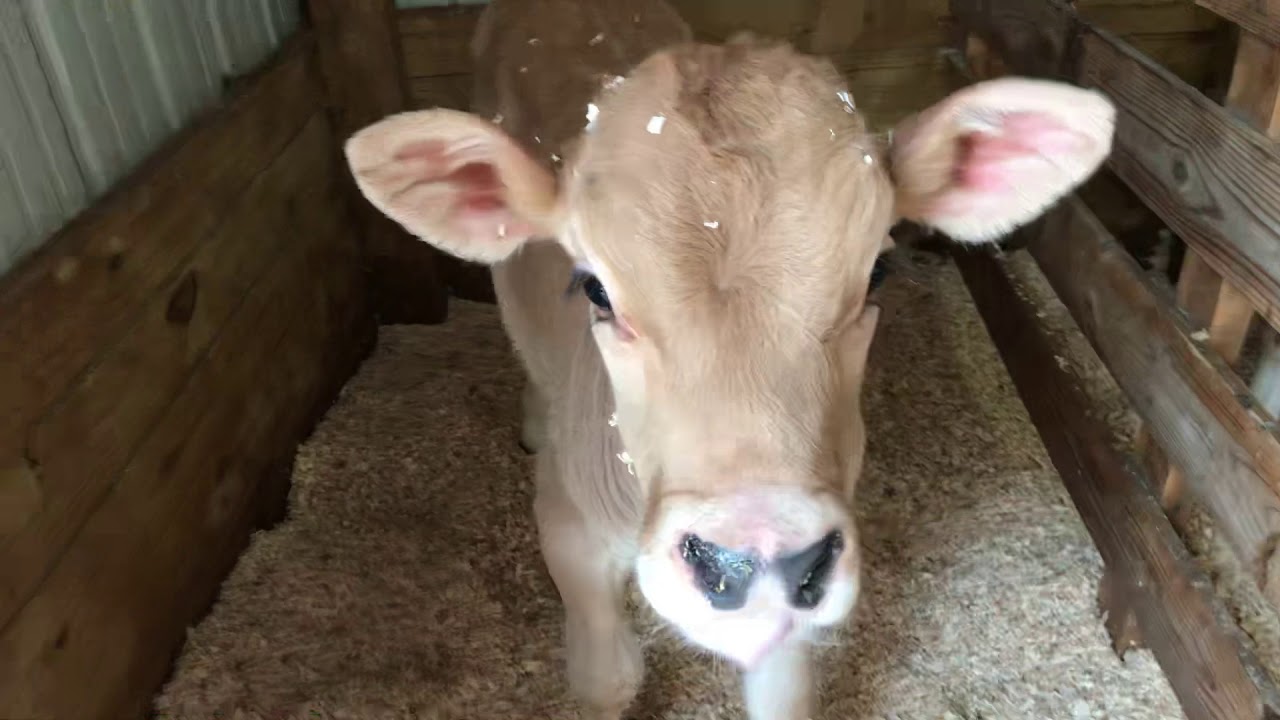 Cleaning calf pens And more! YouTube