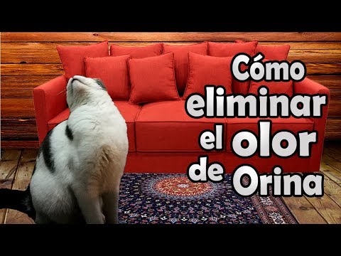 Video: Cómo dejar de lamerse excesivamente a los perros