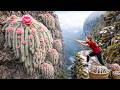 Harvesting Rare Giant Foxtail Cactus in Harsh Conditions | Wild Off-Grid Life Survival