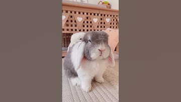 Bunnies are boss 🙊 Funny Bunny | Funny Pets