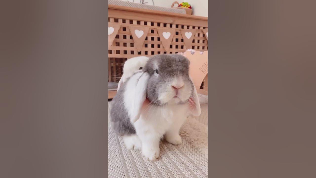 This is one of my bunnies. Her name is Brass bunny. That funky funny bunny  💙 : r/Rabbits