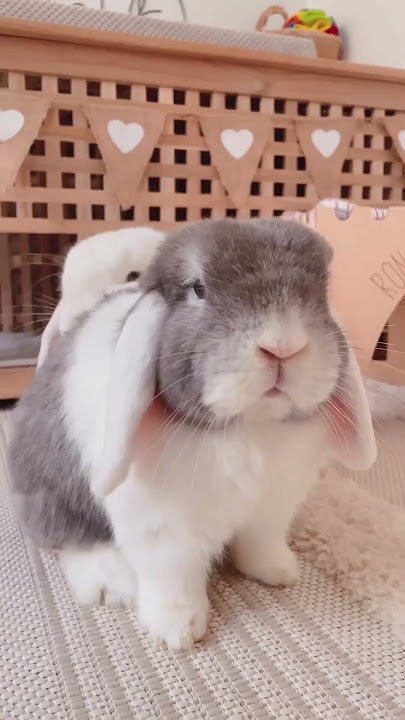Bunnies are boss 🙊 Funny Bunny | Funny Pets